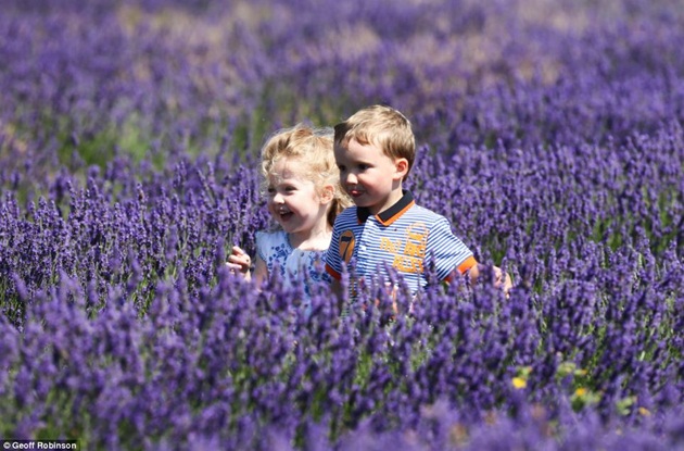 Sự tích hoa lavender / hoa oải hương