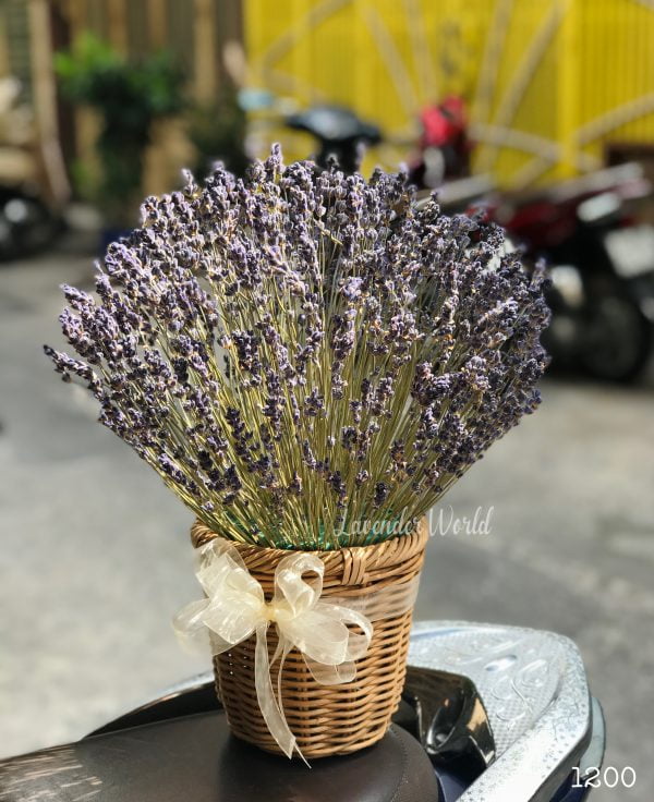 binh hoa lavender kho lon scaled