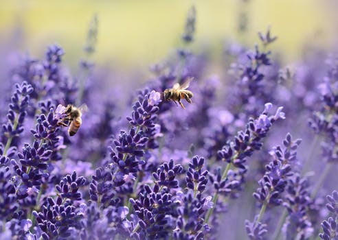 5 lợi ích tuyệt vời của lavender với sức khỏe dành cho nàng