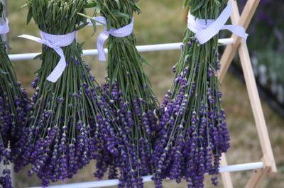 Tặng bạn 2 cách làm hoa lavender khô tuyệt đẹp fan lavender nên biết