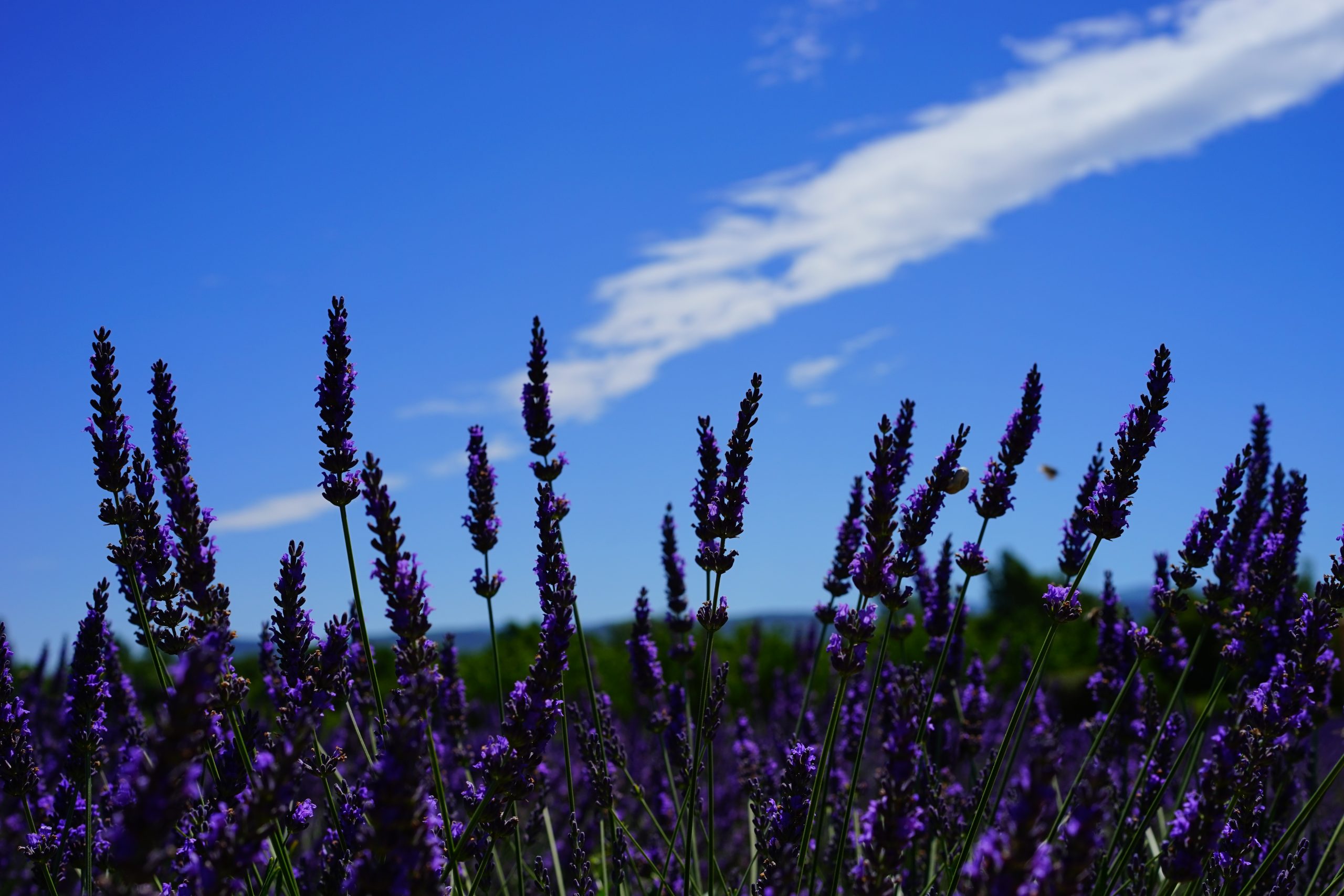 Làm thế nào để giữ hương thơm của hoa lavender khô?