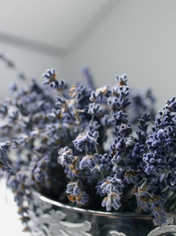 6 mẹo hay để giữ hương Lavender khô lâu phai nhất