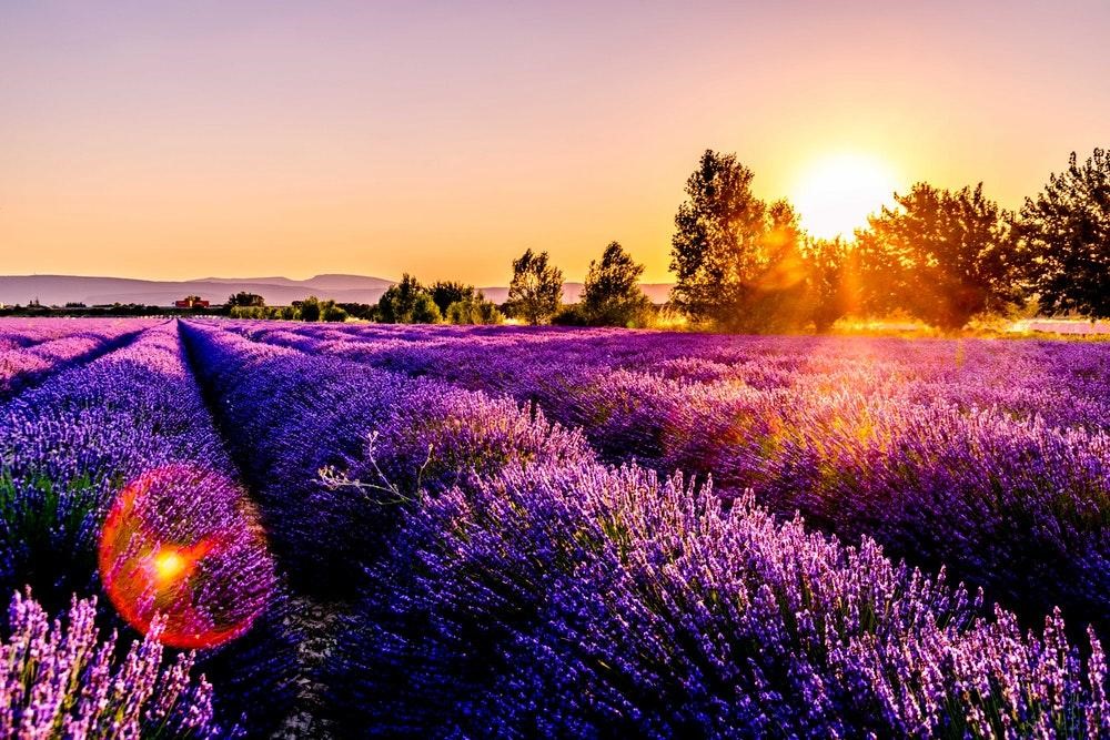 Provence – biểu tượng thanh bình và nên thơ của nước Pháp