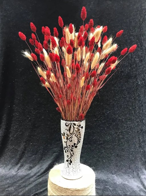 Phalaris đỏ và chút kiêu hãnh mùa xuân