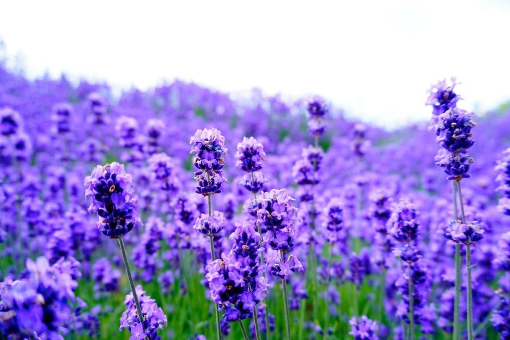 tinh dầu lavender﻿