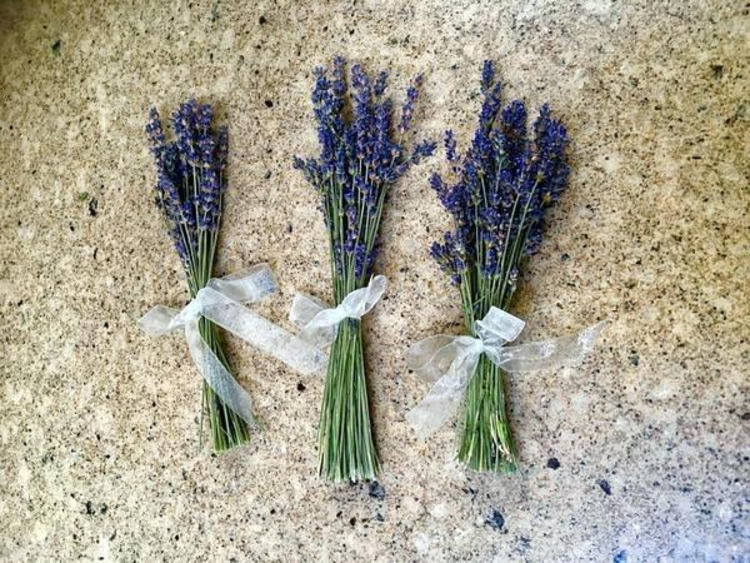 hoa khô Lavender
