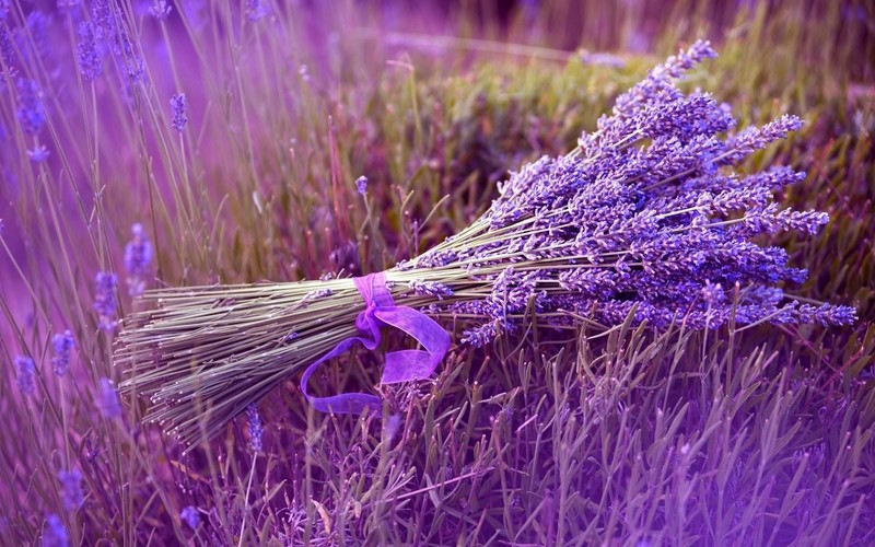 Thế Giới Hoa Khô Lavender